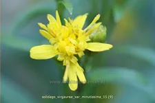 Solidago virgaurea var. minutissima