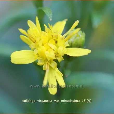 Solidago virgaurea var. minutissima