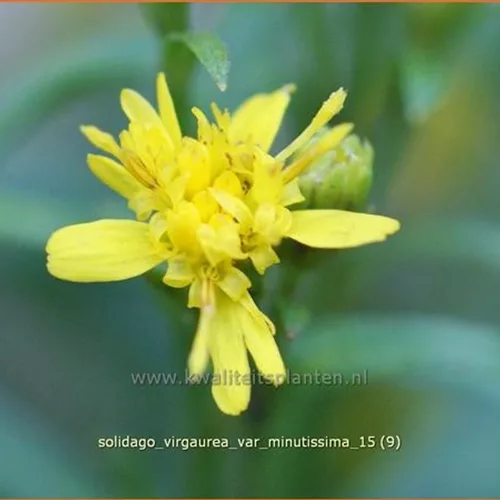Solidago virgaurea var. minutissima