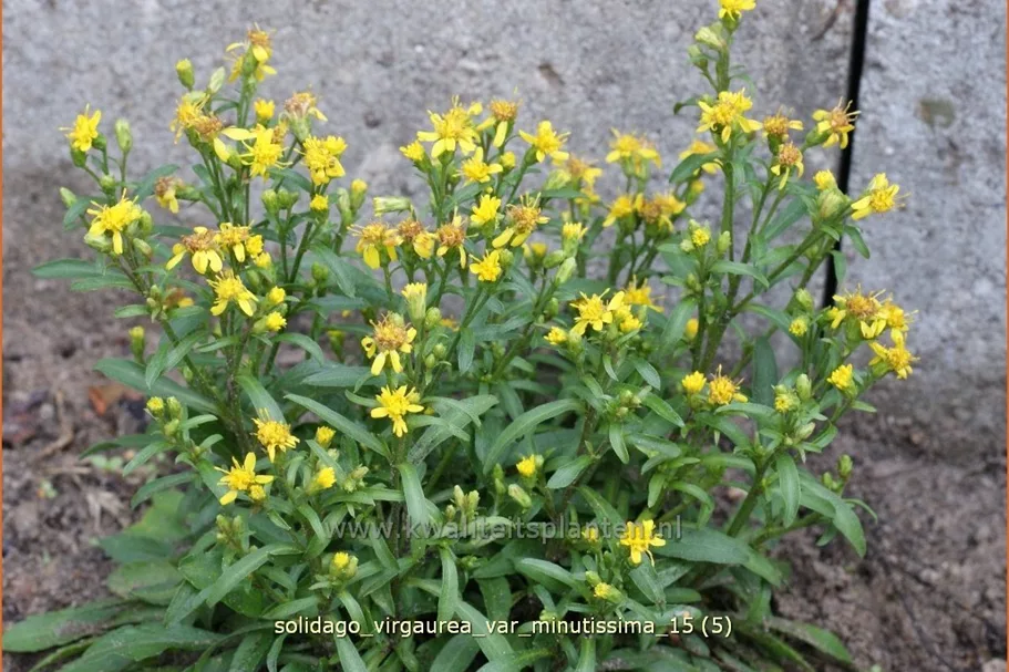Solidago virgaurea var. minutissima