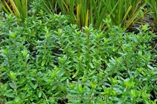 Thymus longicaulis 'Odoratus'