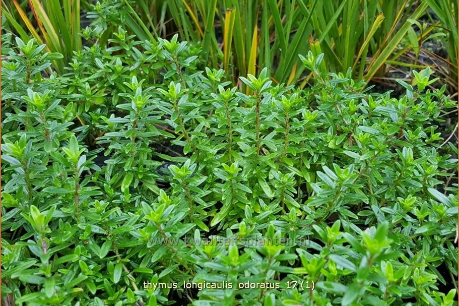 Thymus longicaulis 'Odoratus'