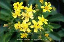 Solidago virgaurea var. minutissima