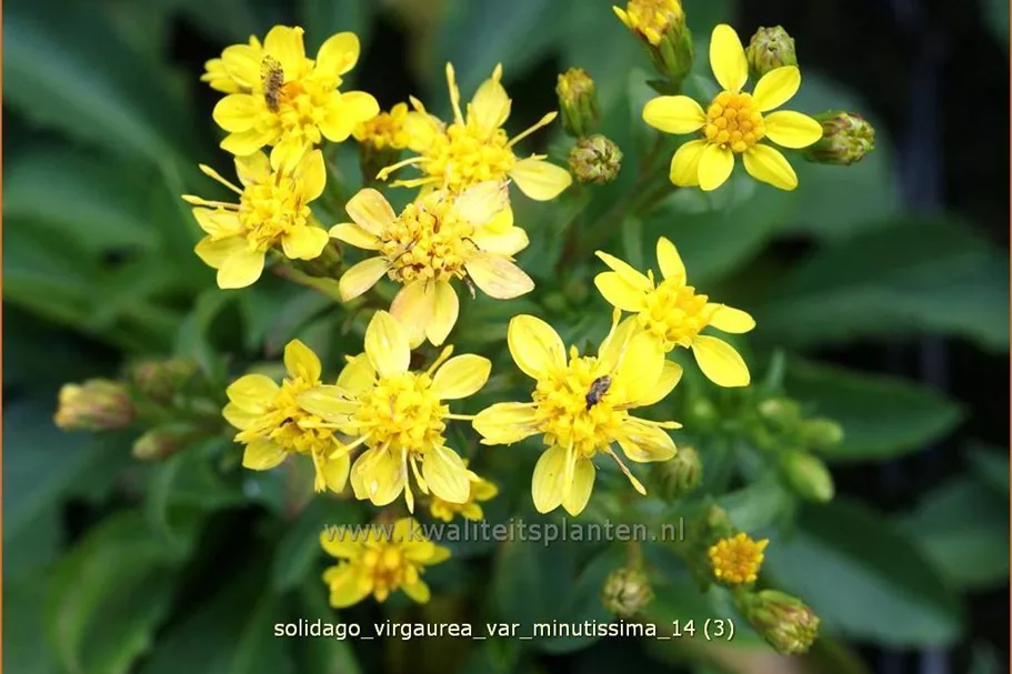 Solidago virgaurea var. minutissima