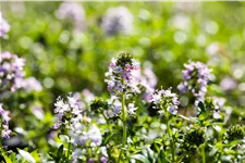 Thymus longicaulis 'Odoratus'