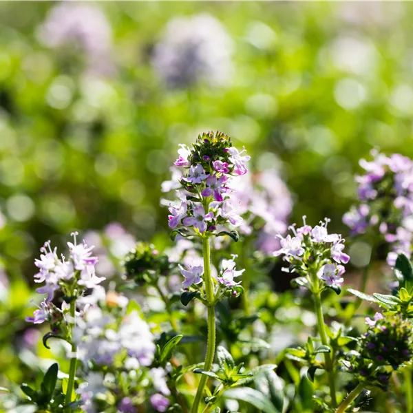 Thymus longicaulis 'Odoratus'