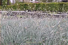 Sesleria nitida