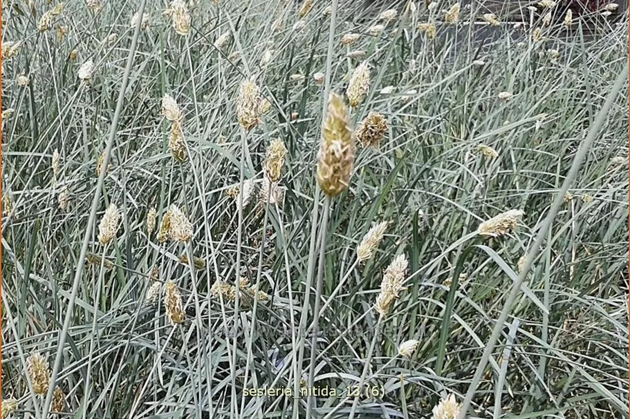 Sesleria nitida