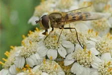 Tanacetum macrophyllum