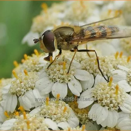 Tanacetum macrophyllum