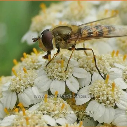 Tanacetum macrophyllum