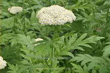 Tanacetum macrophyllum