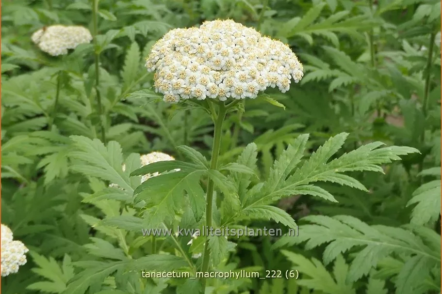 Tanacetum macrophyllum