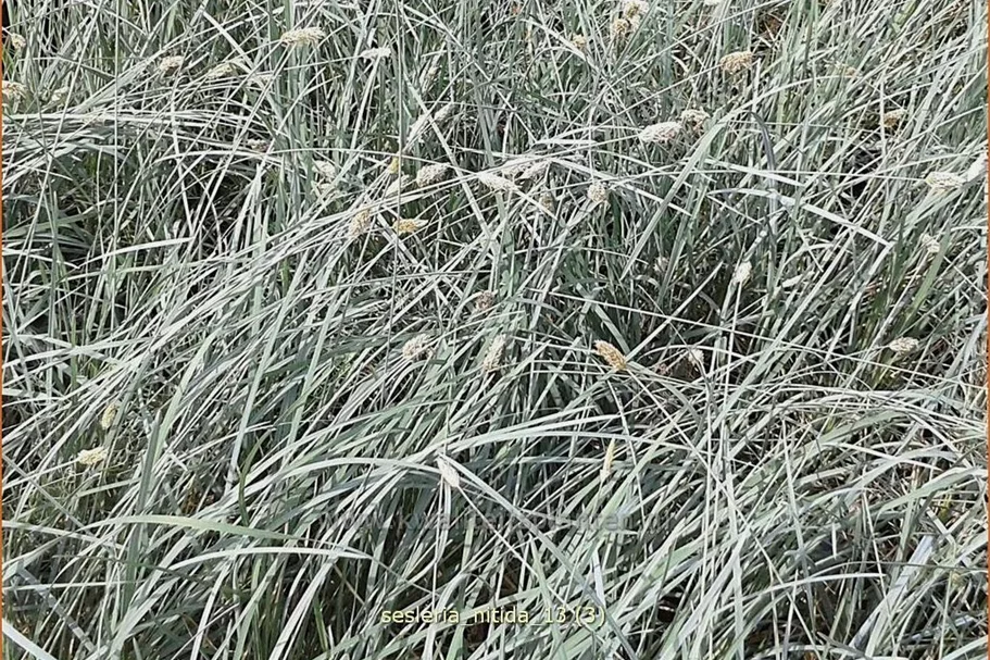 Sesleria nitida