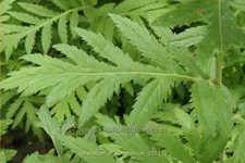 Tanacetum macrophyllum