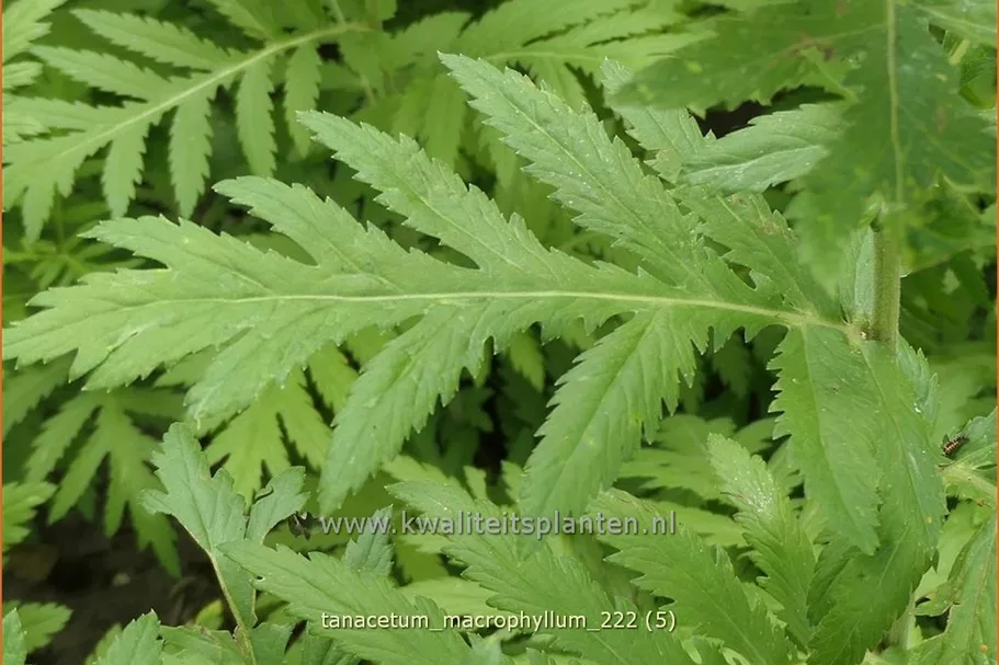 Tanacetum macrophyllum