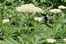 Tanacetum macrophyllum