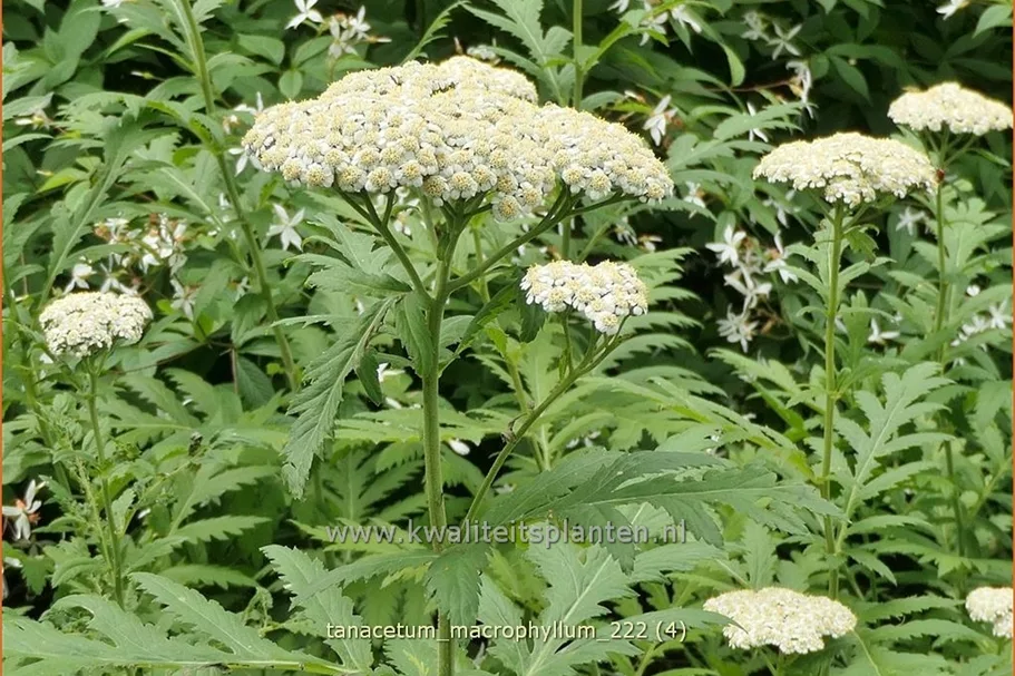 Tanacetum macrophyllum