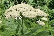 Tanacetum macrophyllum