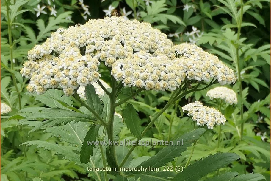 Tanacetum macrophyllum