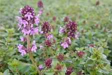 Thymus praecox