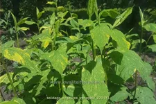 Solidago virgaurea 'Variegata'