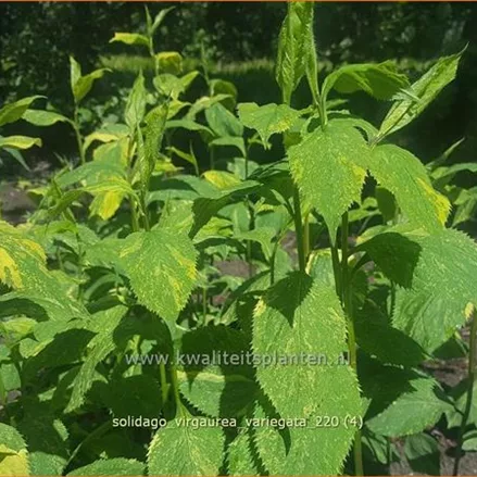 Solidago virgaurea 'Variegata'