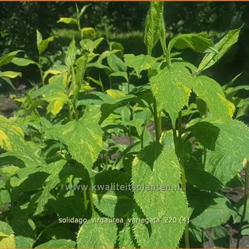 Solidago virgaurea 'Variegata'