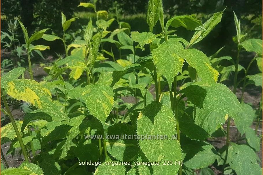 Solidago virgaurea 'Variegata'