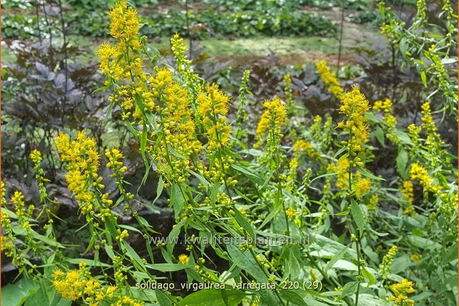 Solidago virgaurea 'Variegata'