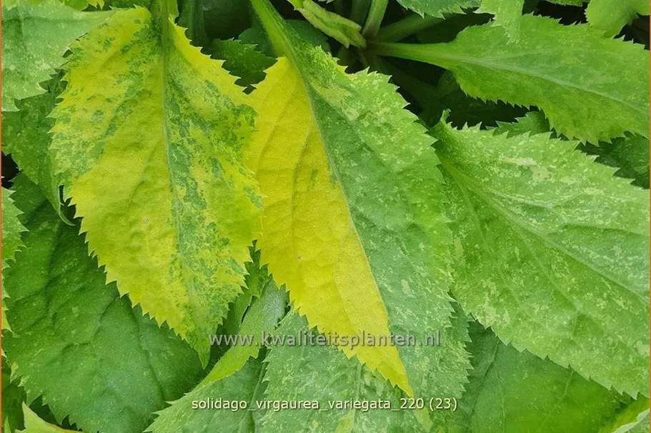Solidago virgaurea 'Variegata'