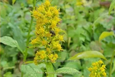 Solidago virgaurea 'Variegata'
