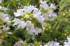 Thymus praecox 'Albiflorus'