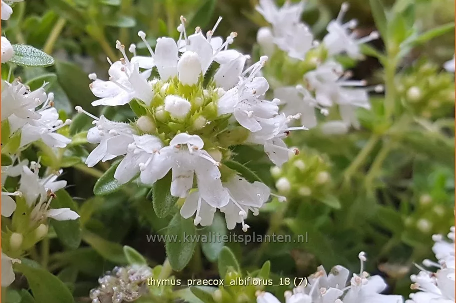 Thymus praecox 'Albiflorus'