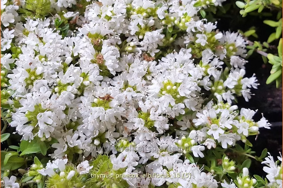 Thymus praecox 'Albiflorus'