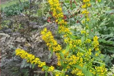 Solidago virgaurea 'Variegata'