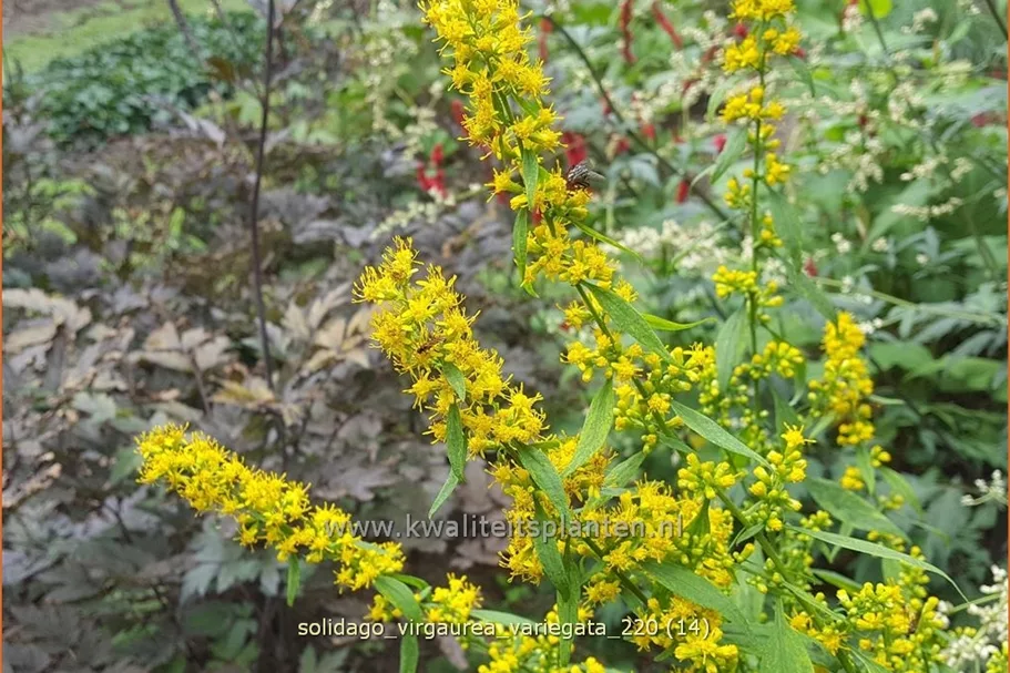 Solidago virgaurea 'Variegata'