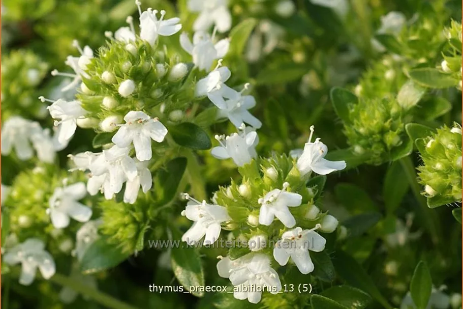 Thymus praecox 'Albiflorus'