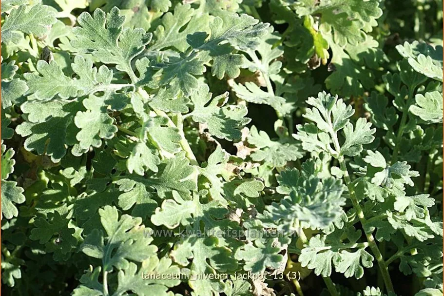 Tanacetum niveum 'Jackpot'