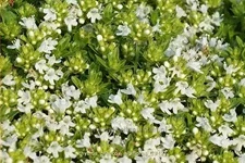 Thymus praecox 'Albiflorus'
