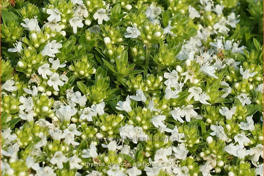 Thymus praecox 'Albiflorus'