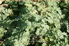 Tanacetum niveum 'Jackpot'