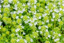 Thymus praecox 'Albiflorus'