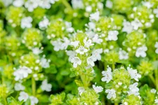 Thymus praecox 'Albiflorus'