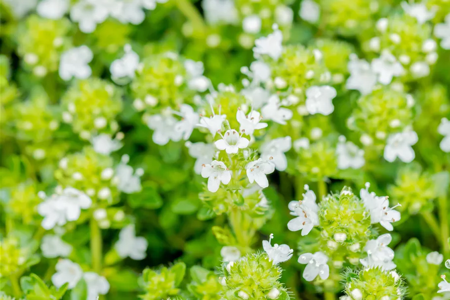 Thymus praecox 'Albiflorus'