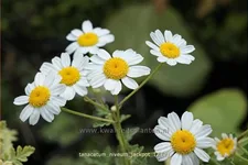 Tanacetum niveum 'Jackpot'