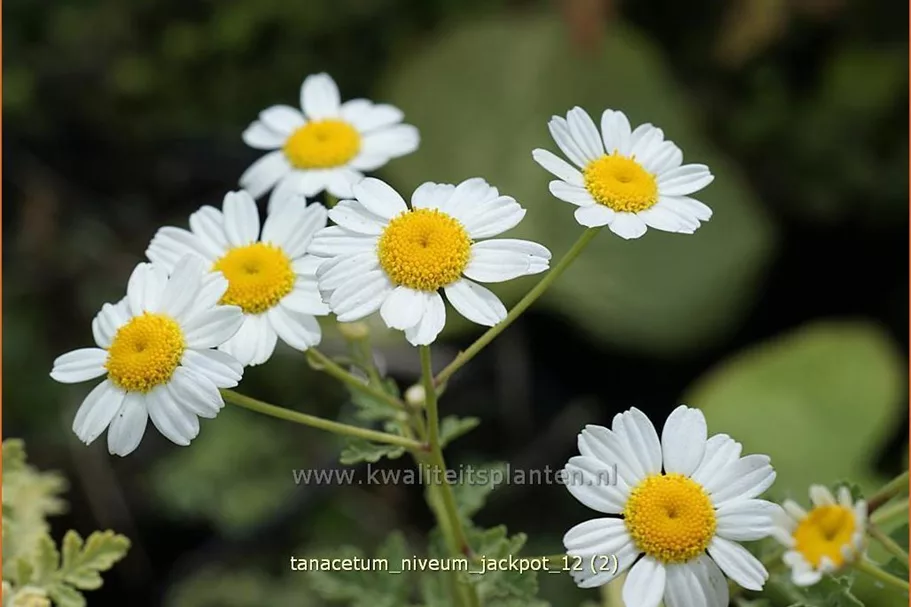 Tanacetum niveum 'Jackpot'