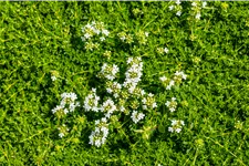 Thymus praecox 'Albiflorus'