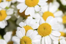 Tanacetum niveum 'Jackpot'