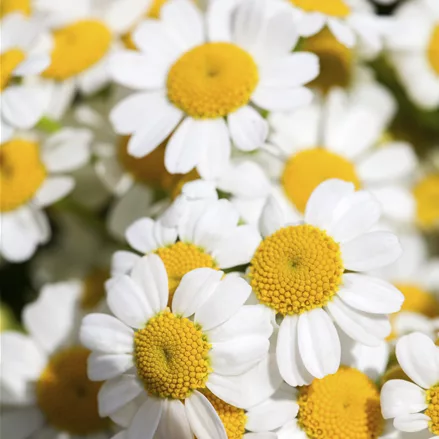 Tanacetum niveum 'Jackpot'